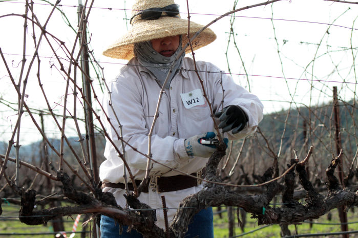 Napa County Pruning Contest 2014